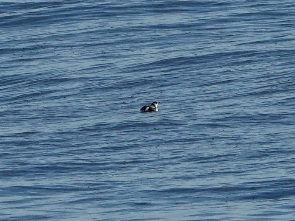 Marbled Murrelet - ML646566511