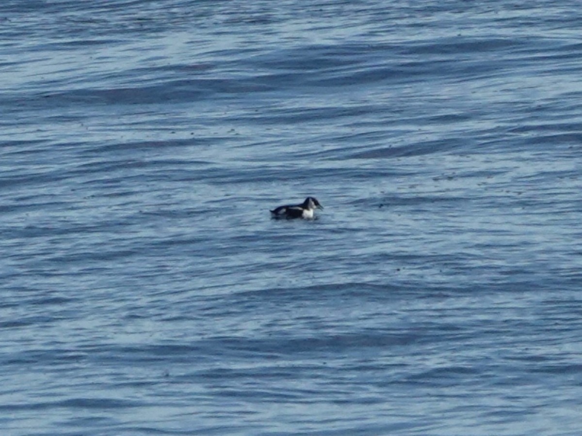 Marbled Murrelet - ML646566512
