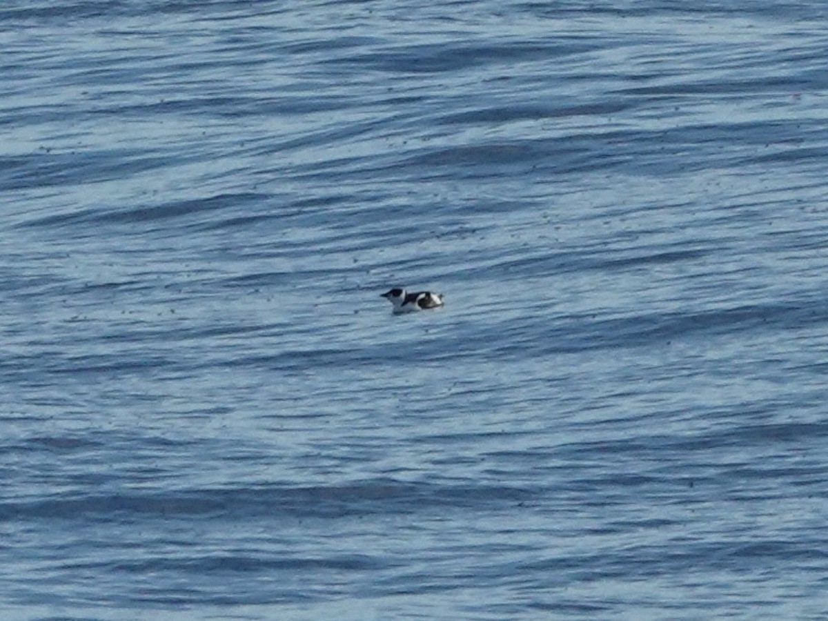 Marbled Murrelet - ML646566514