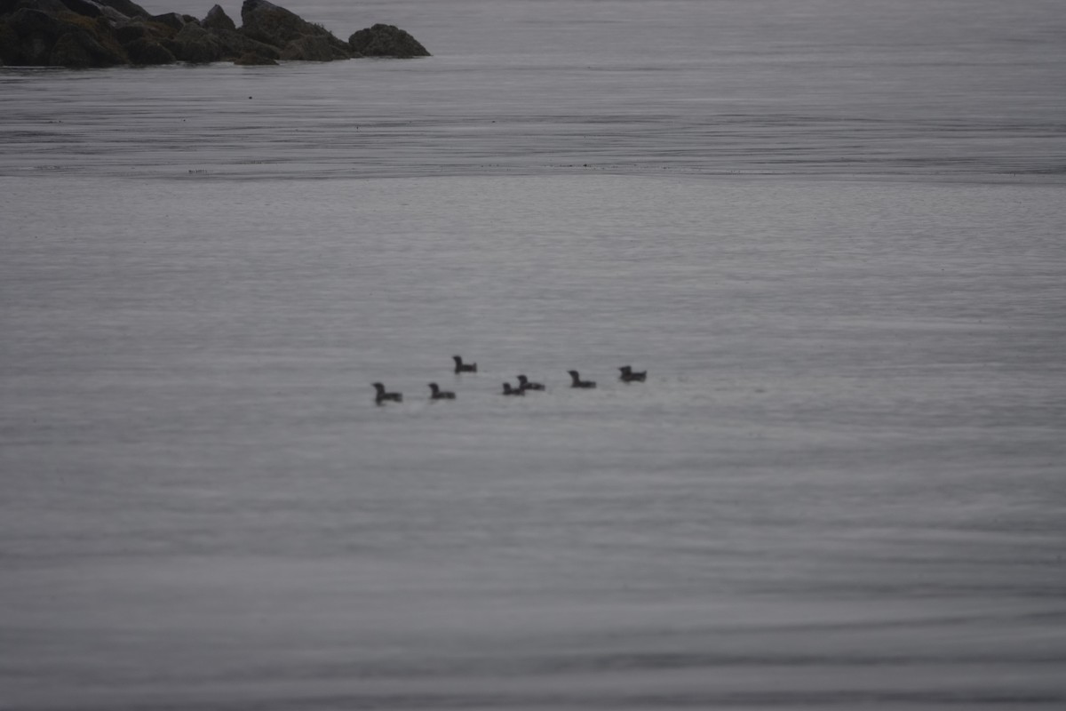 Marmelalk - ML646566516