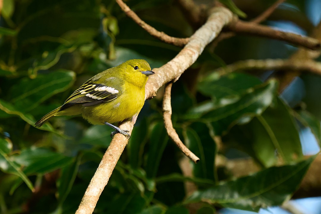 Common/White-tailed Iora - ML646566517