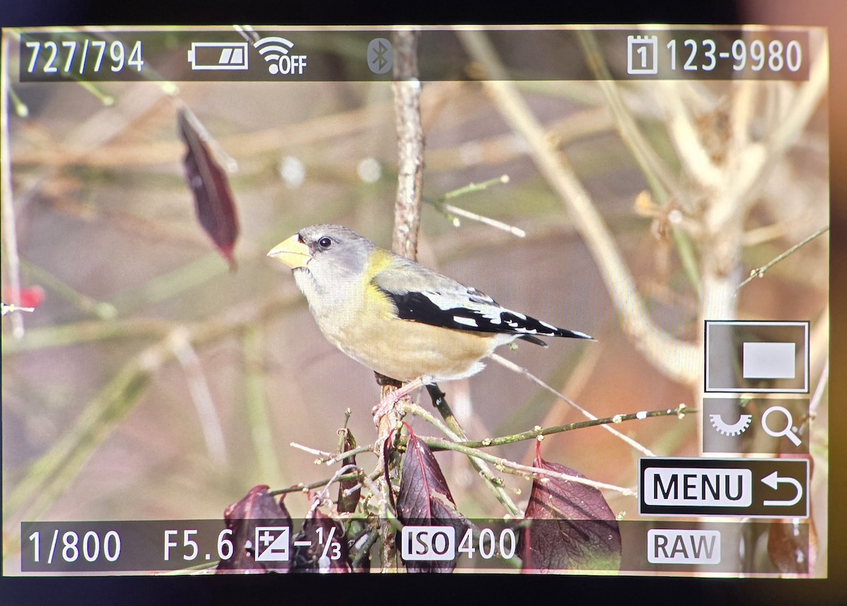 Evening Grosbeak - ML646566518