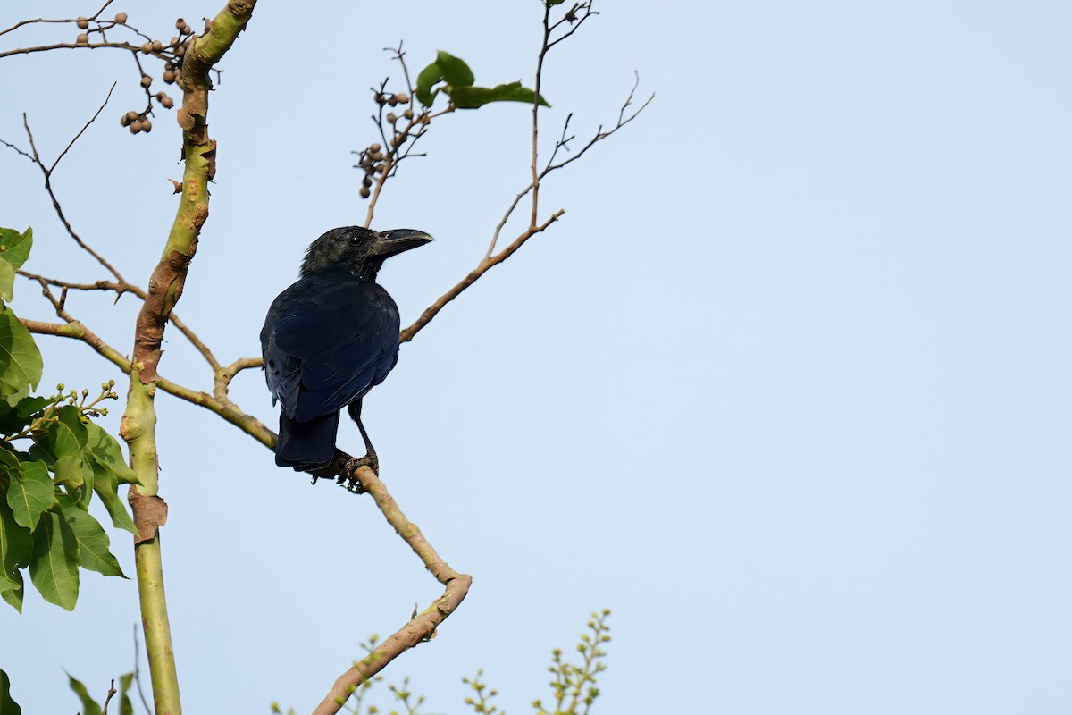 Large-billed Crow - ML646566520