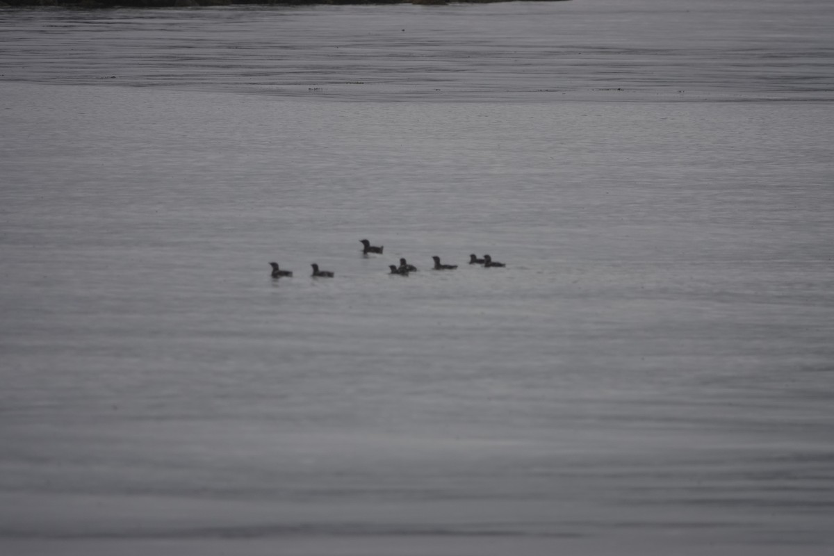 Marmelalk - ML646566522