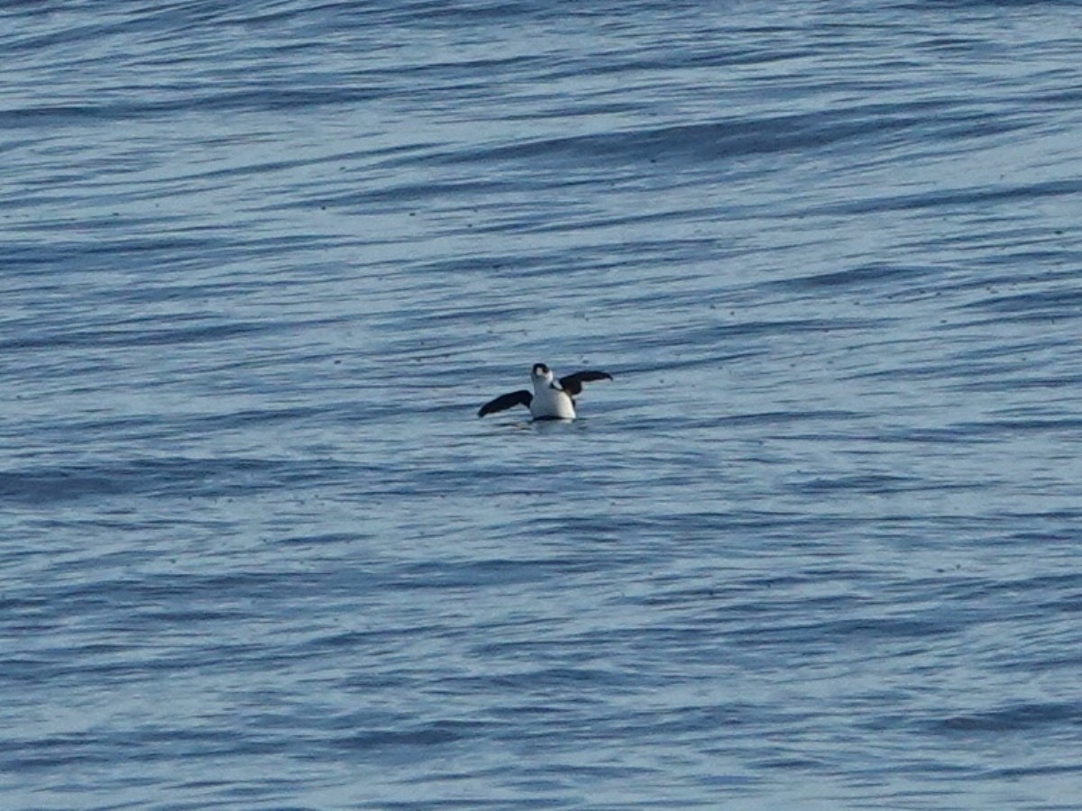 Marbled Murrelet - ML646566523