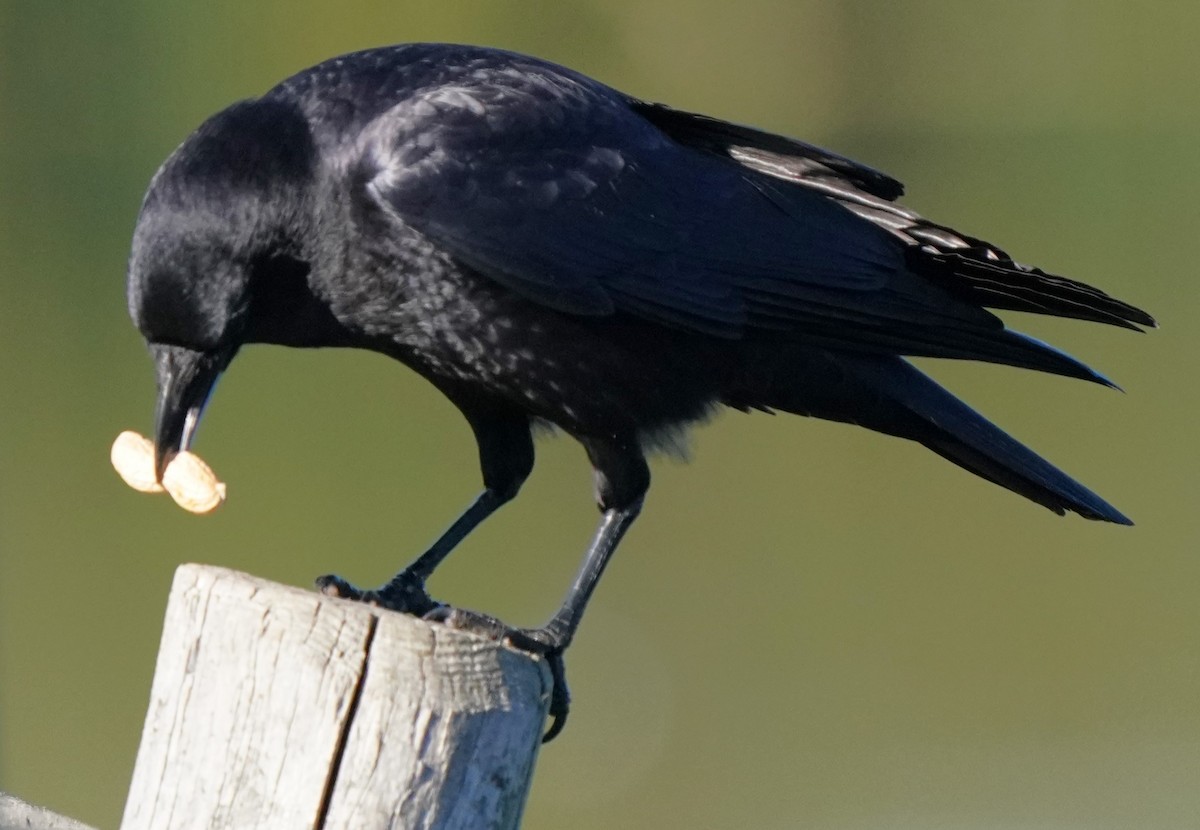 American Crow - ML646566524