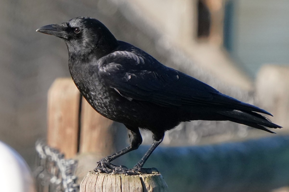 American Crow - ML646566525