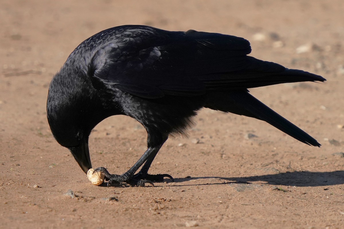 American Crow - ML646566526