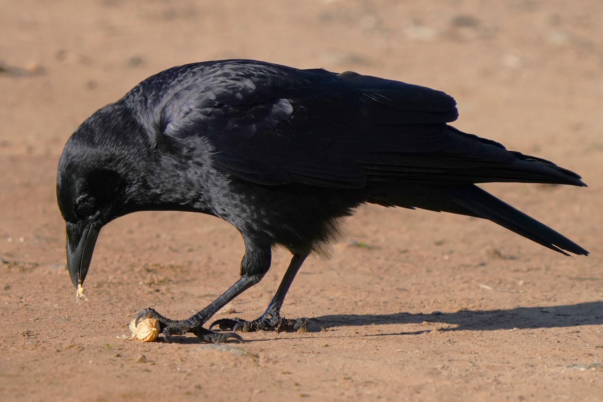 American Crow - ML646566527