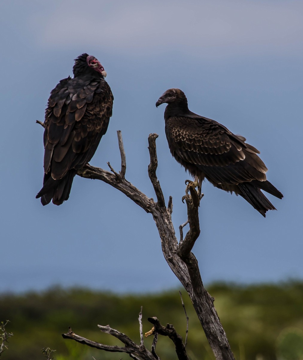 Urubu à tête rouge - ML646566528