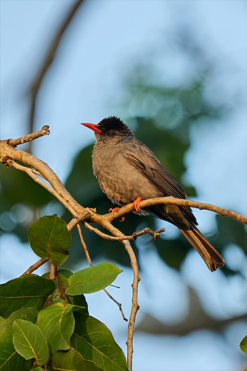 Горована індійська - ML646566529