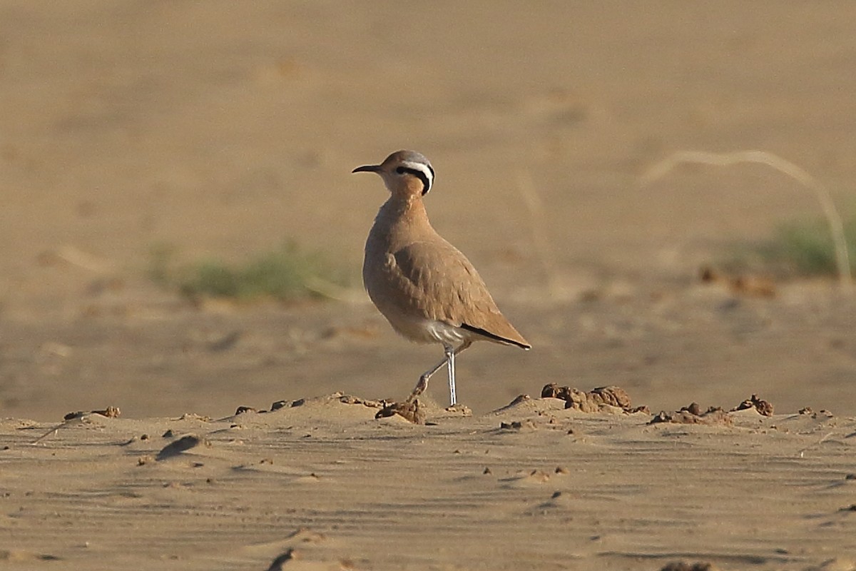 רץ מדבר - ML646566533