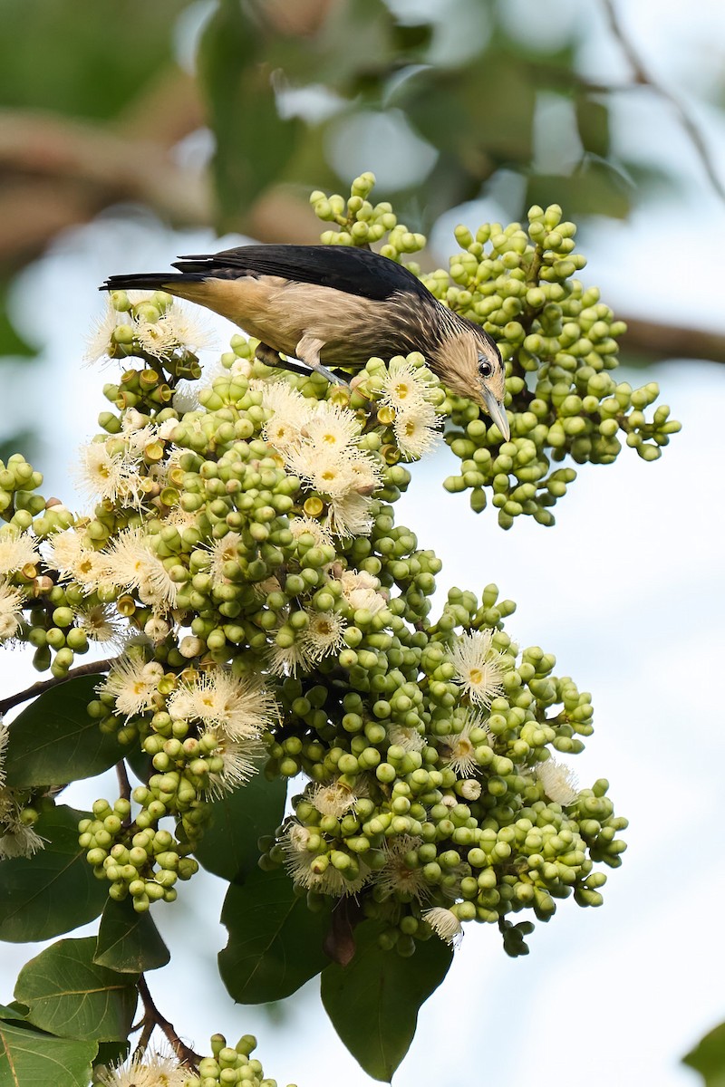 White-faced Starling - ML646566536