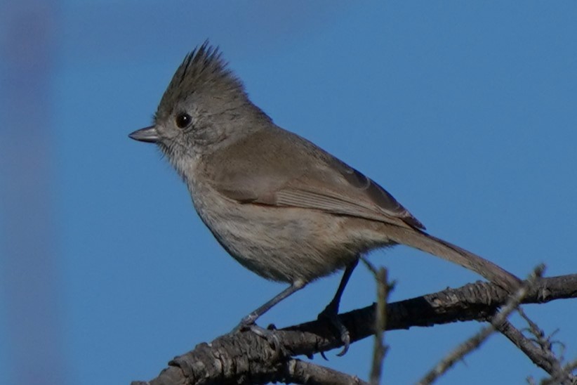 Oak Titmouse - ML646566537