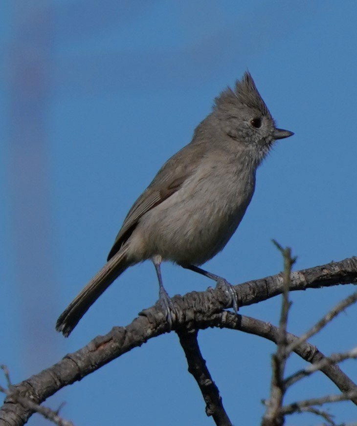 Oak Titmouse - ML646566538