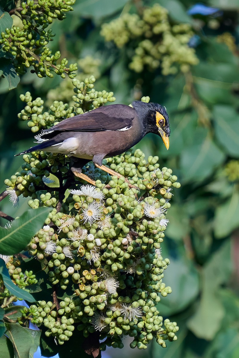 Common Myna - ML646566539