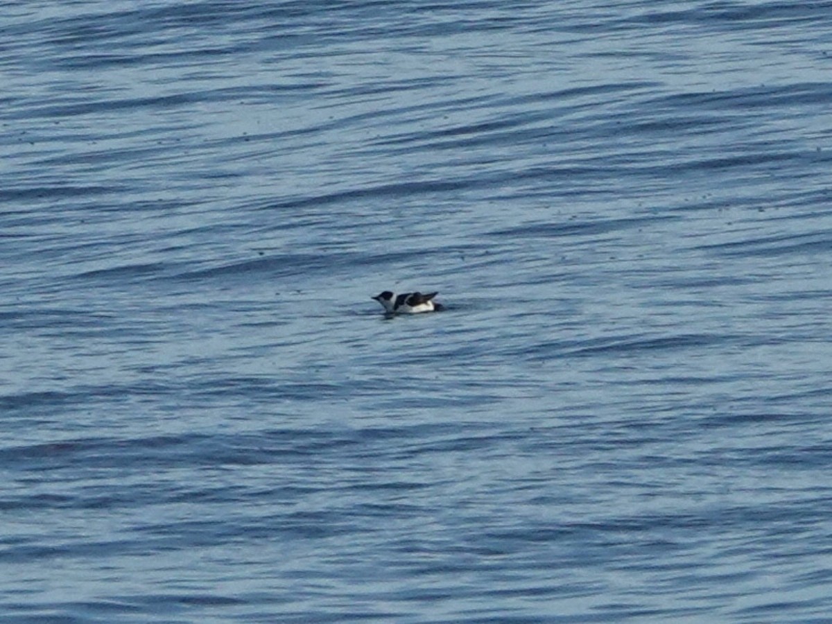 Marbled Murrelet - ML646566540