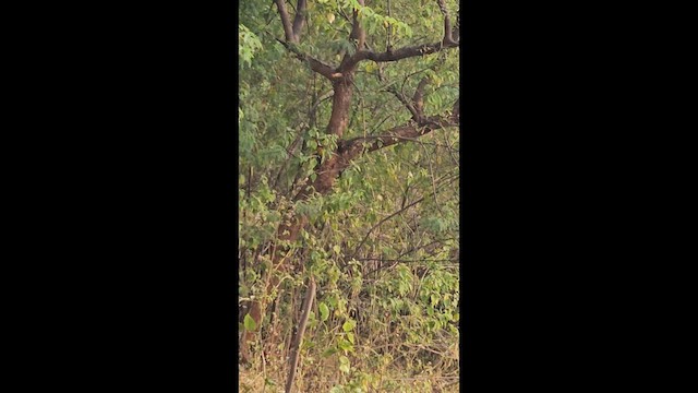 Black-rumped Flameback - ML646566541