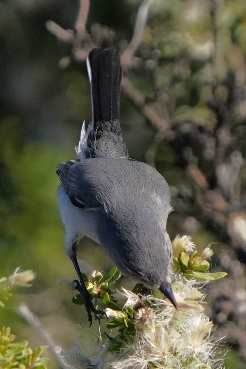 Blue-gray Gnatcatcher - ML646566554