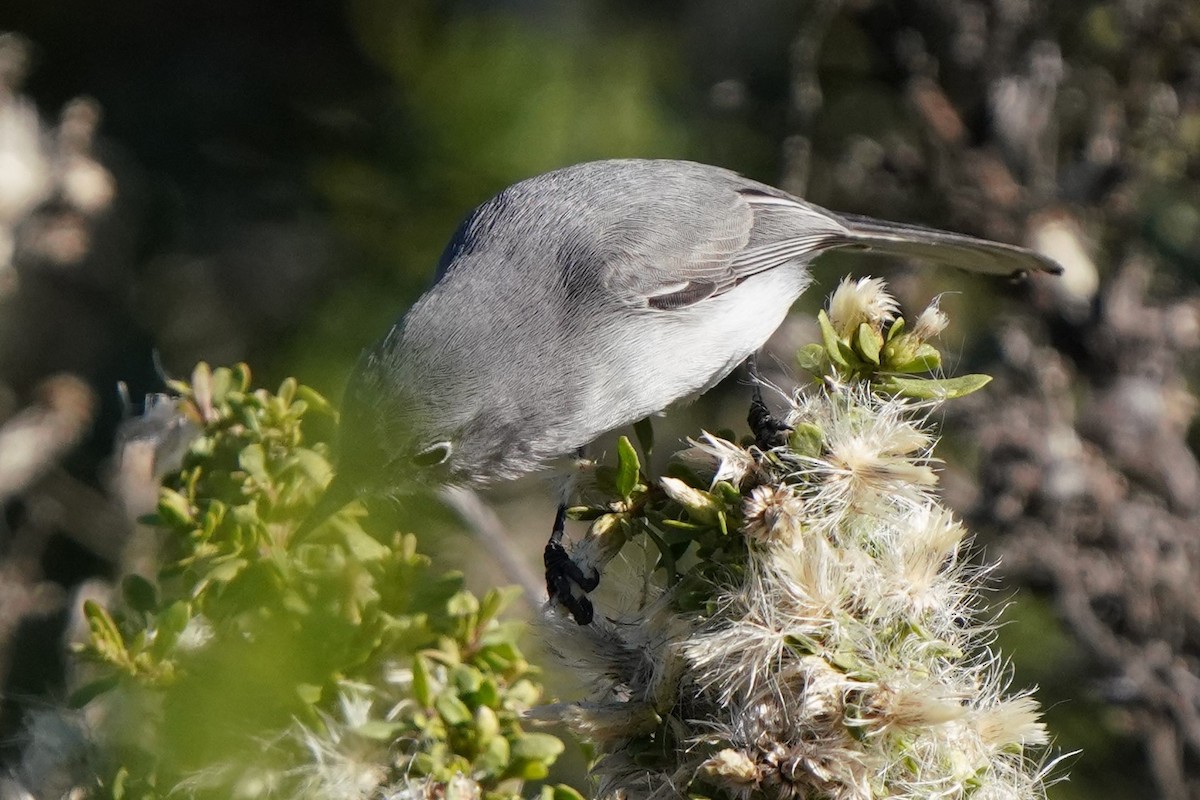 Blue-gray Gnatcatcher - ML646566555
