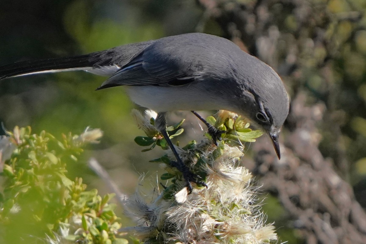 Blue-gray Gnatcatcher - ML646566556