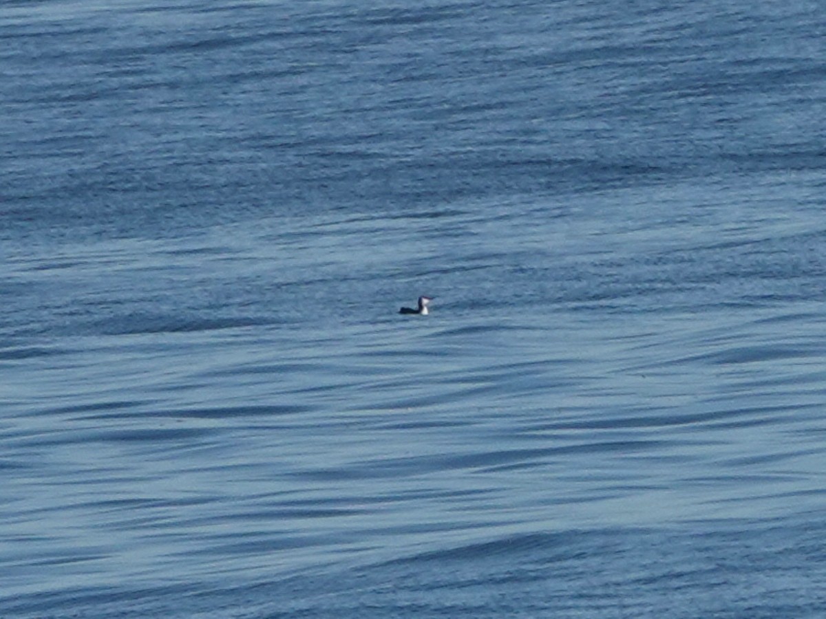 Common Murre - ML646566557