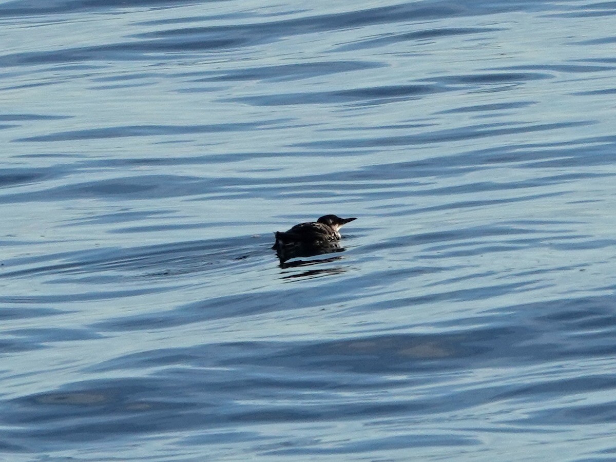 Common Murre - ML646566558