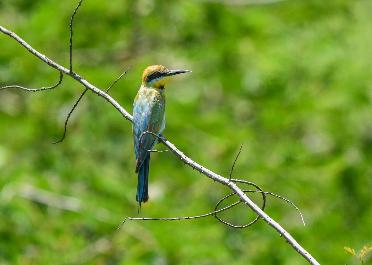 Gökkuşağı Arıkuşu - ML646566559