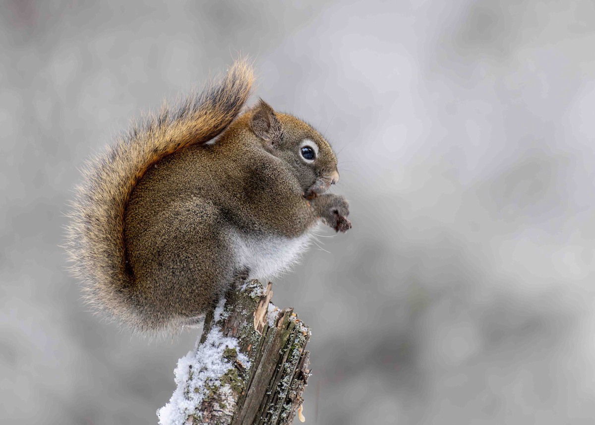 Animals - ML646566560