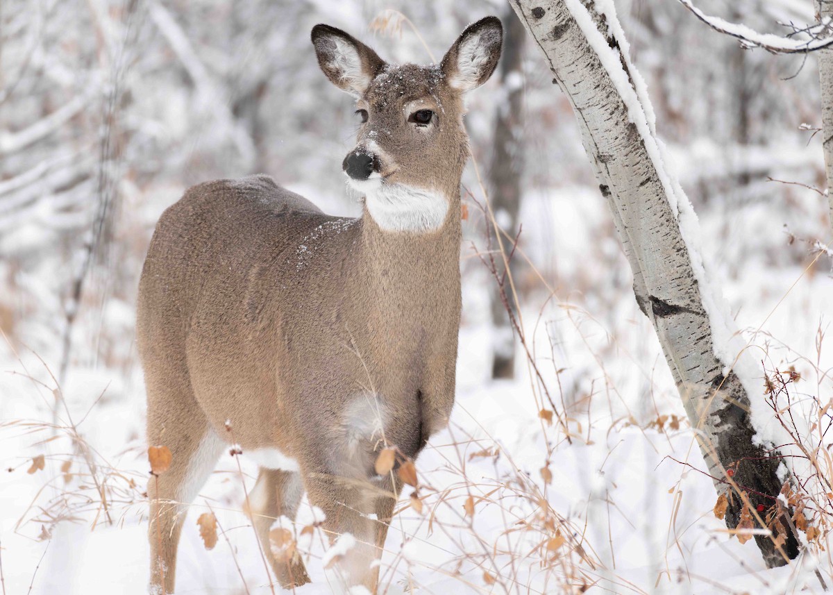 Animals - ML646566561