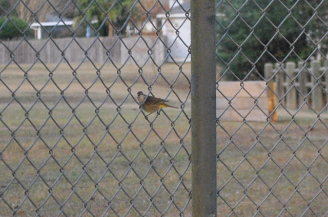 Palm Warbler - ML646566563