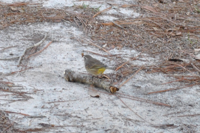 Palm Warbler - ML646566564