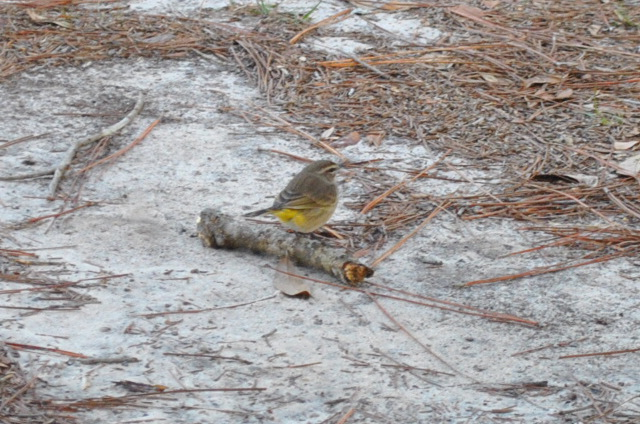 Palm Warbler - ML646566565