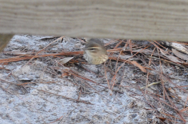 Palm Warbler - ML646566566