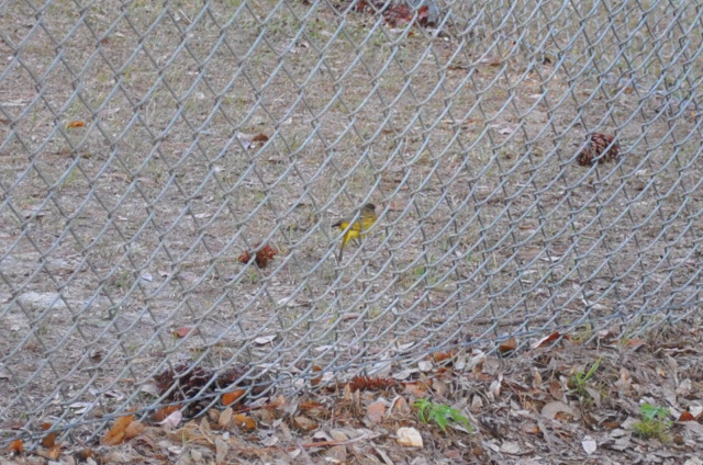 Palm Warbler - ML646566567