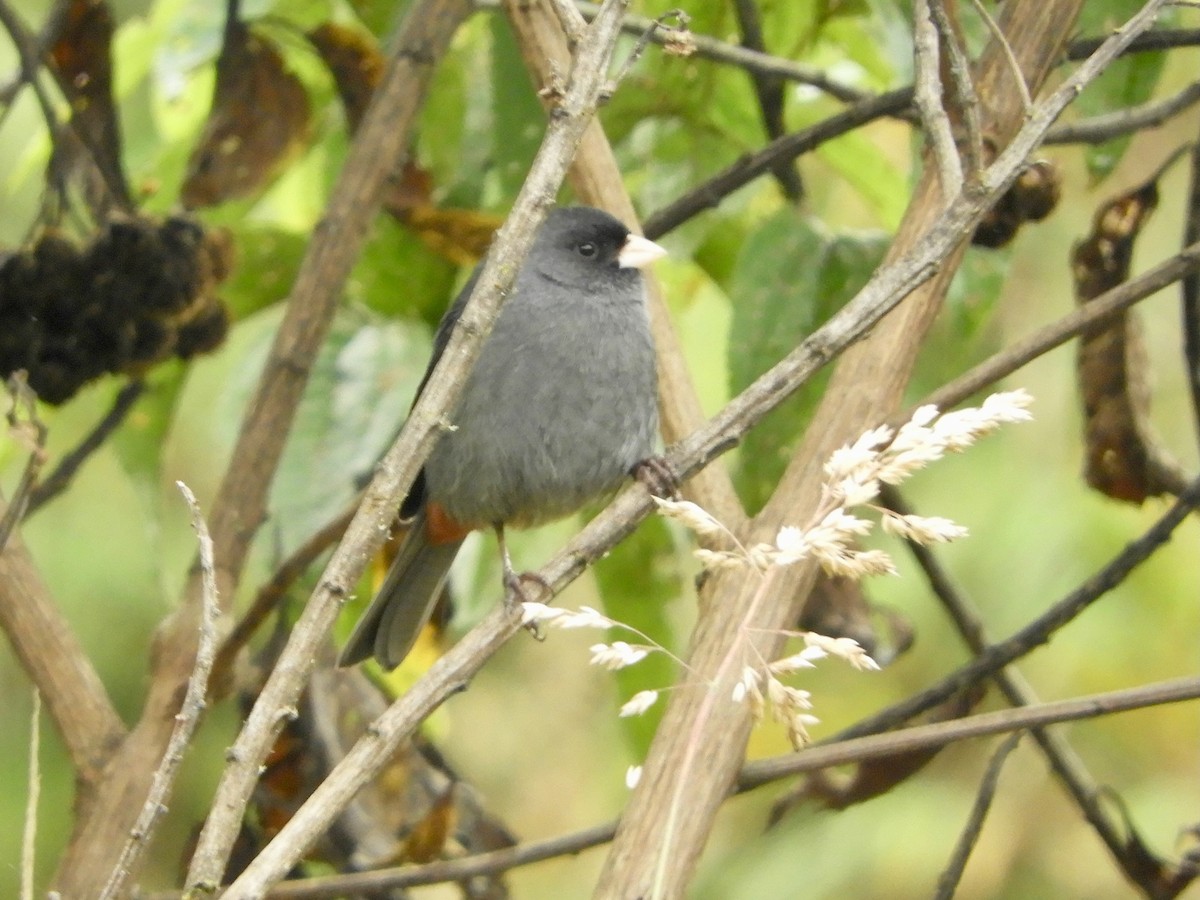 Paramo Seedeater - ML646566568