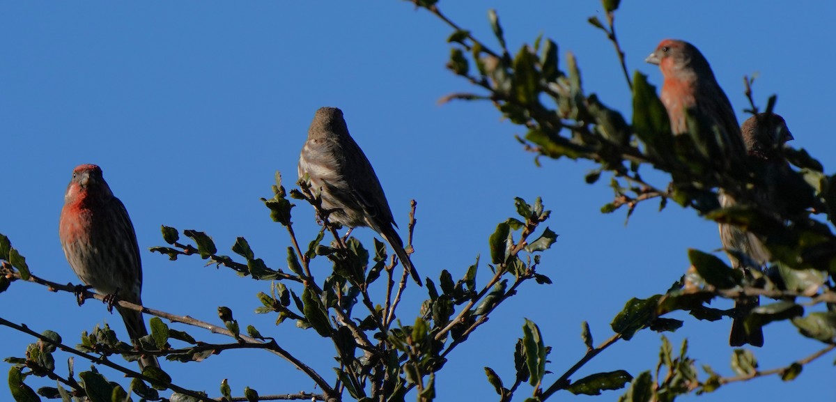 Чечевиця садова - ML646566571