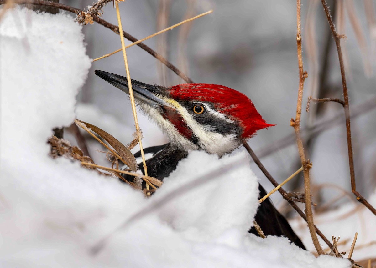 Pileated Woodpecker - ML646566572