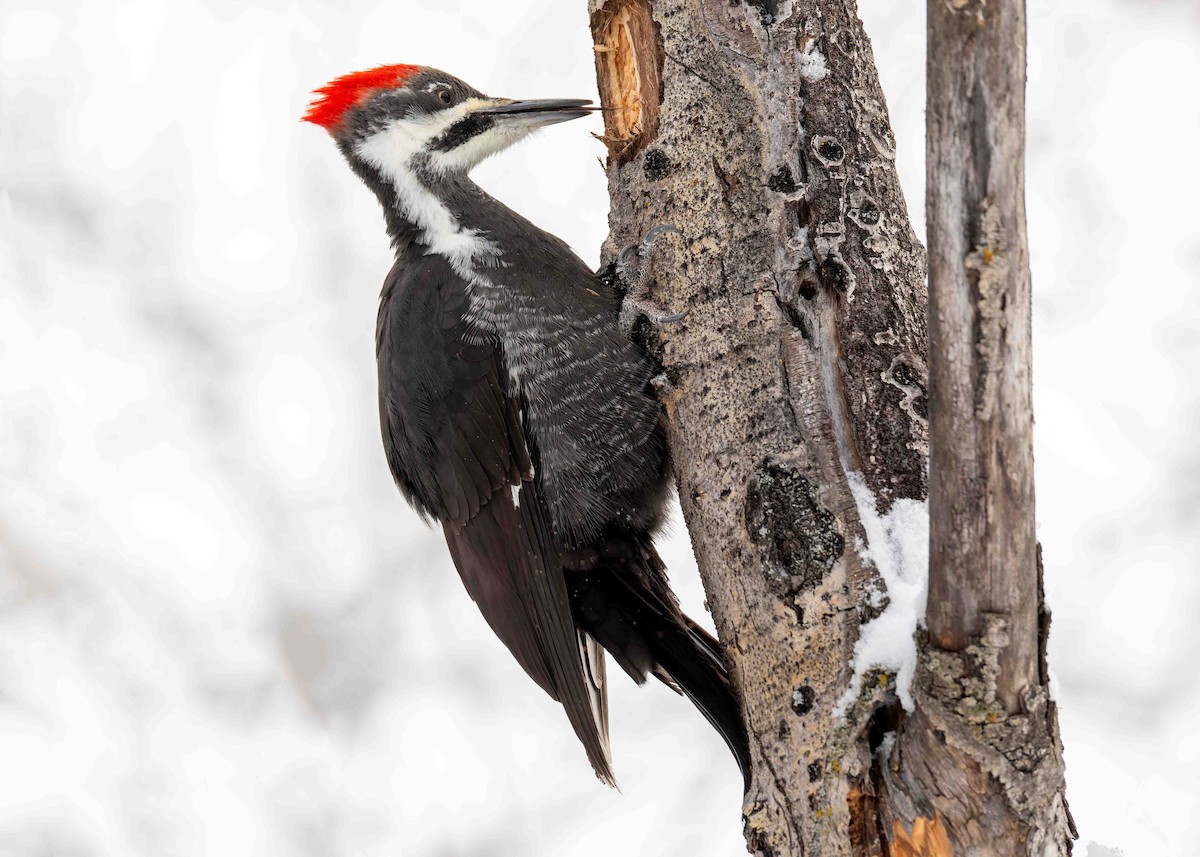Pileated Woodpecker - ML646566573