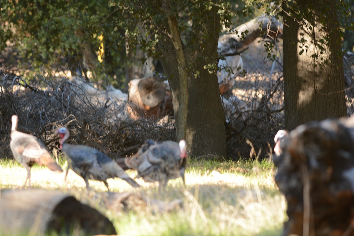 Wild Turkey - ML646566574