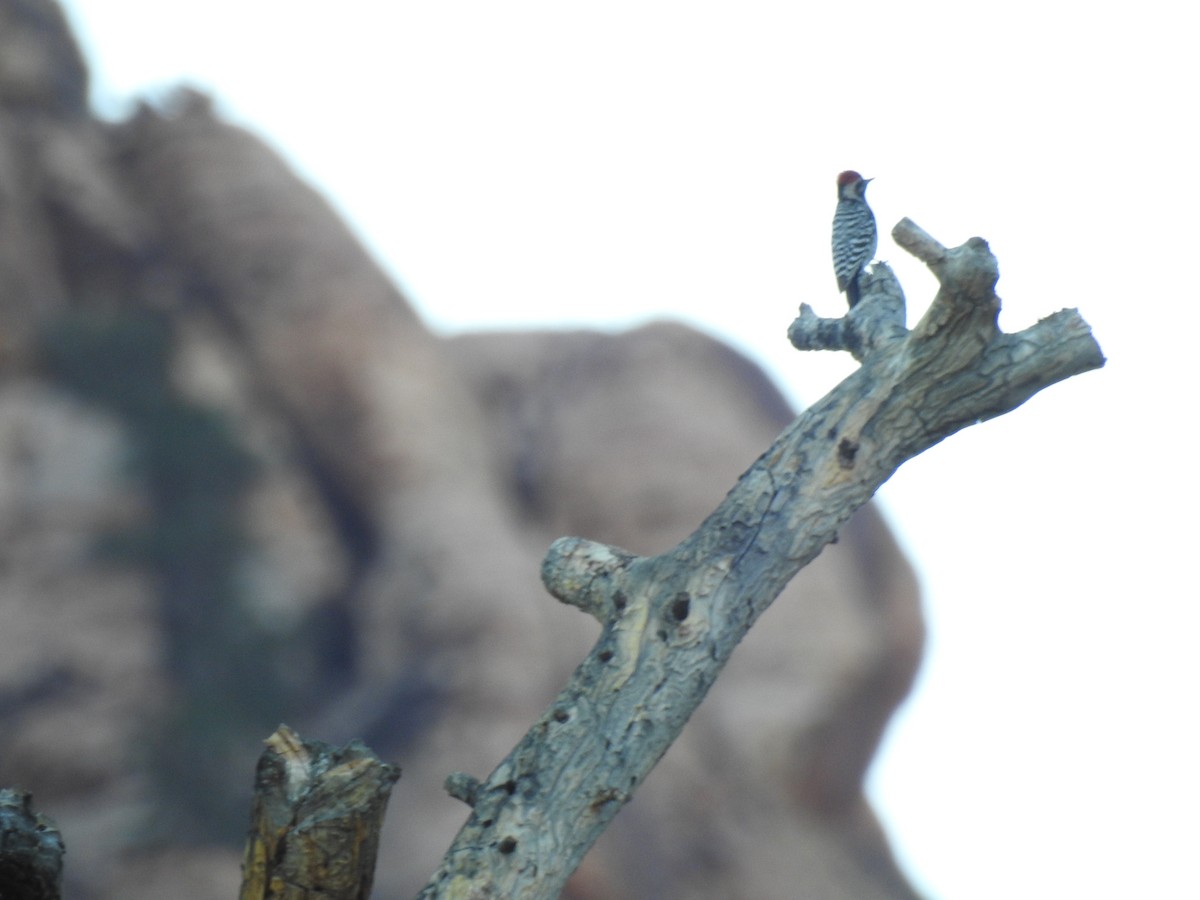 Ladder-backed Woodpecker - ML646566575