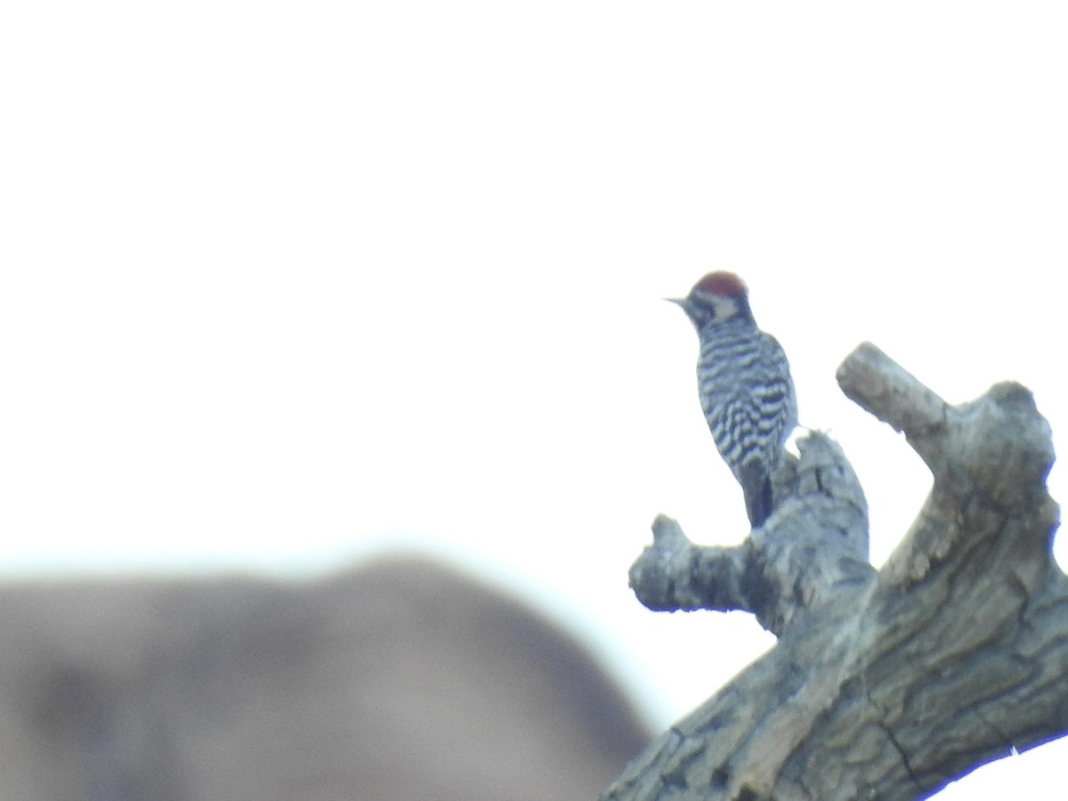 Ladder-backed Woodpecker - ML646566576