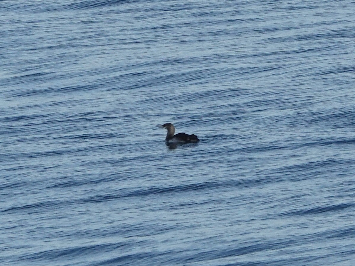 Pacific Loon - ML646566577