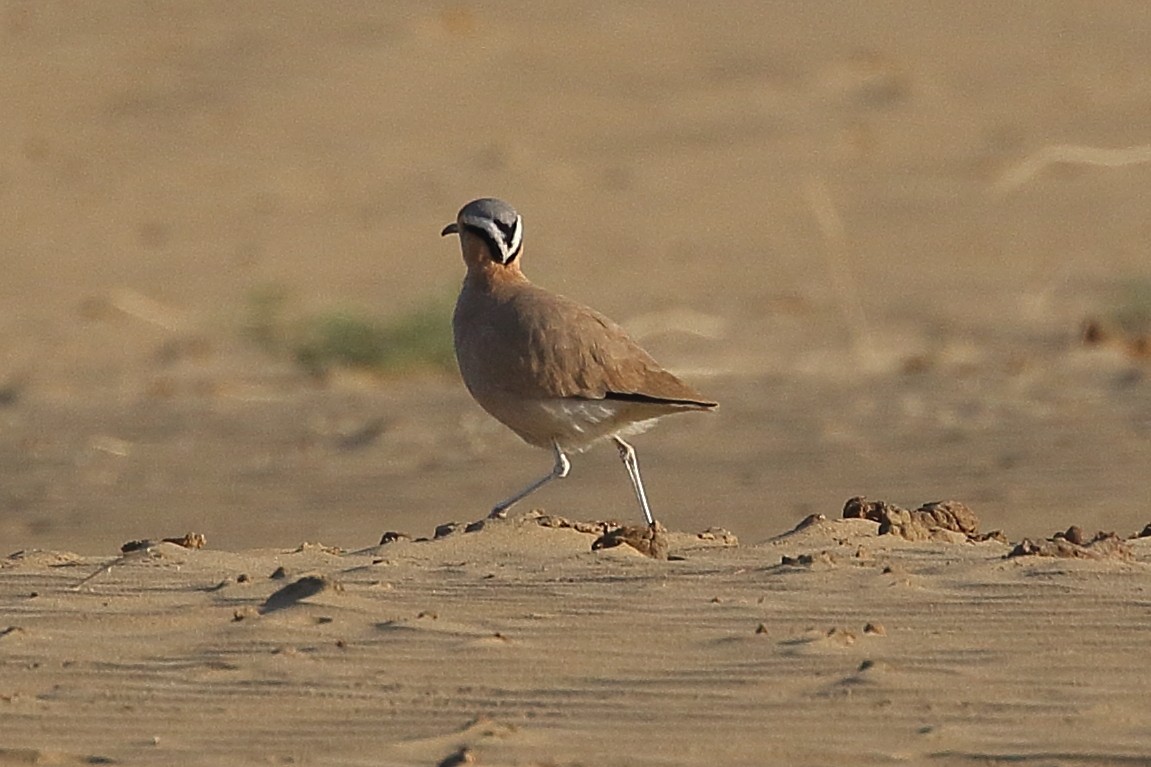 Cream-colored Courser - ML646566578