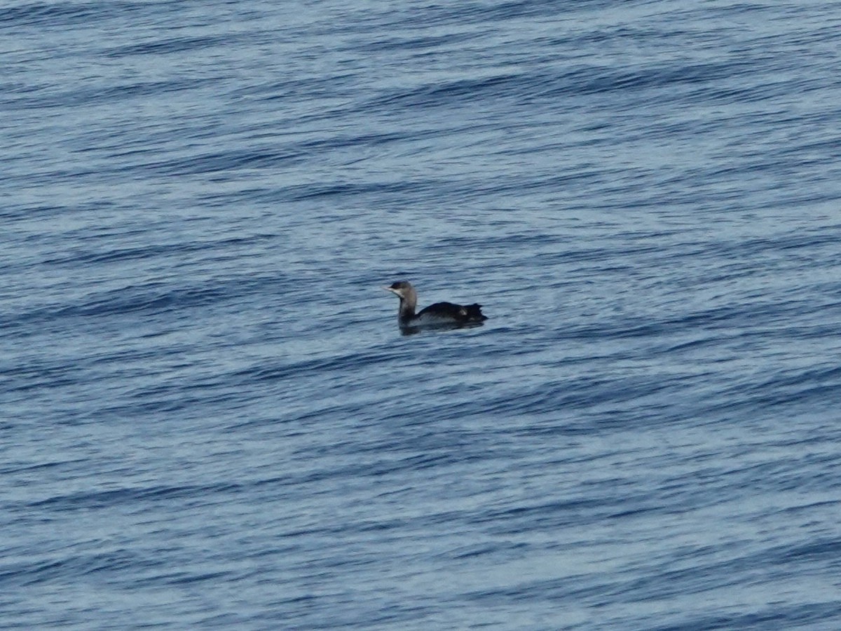 Pacific Loon - ML646566579