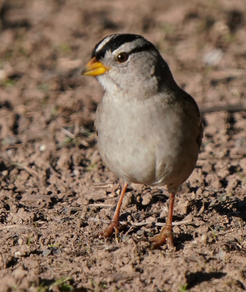 White-crowned Sparrow - ML646566580