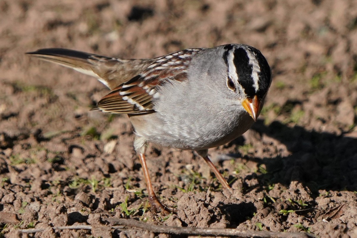 White-crowned Sparrow - ML646566582