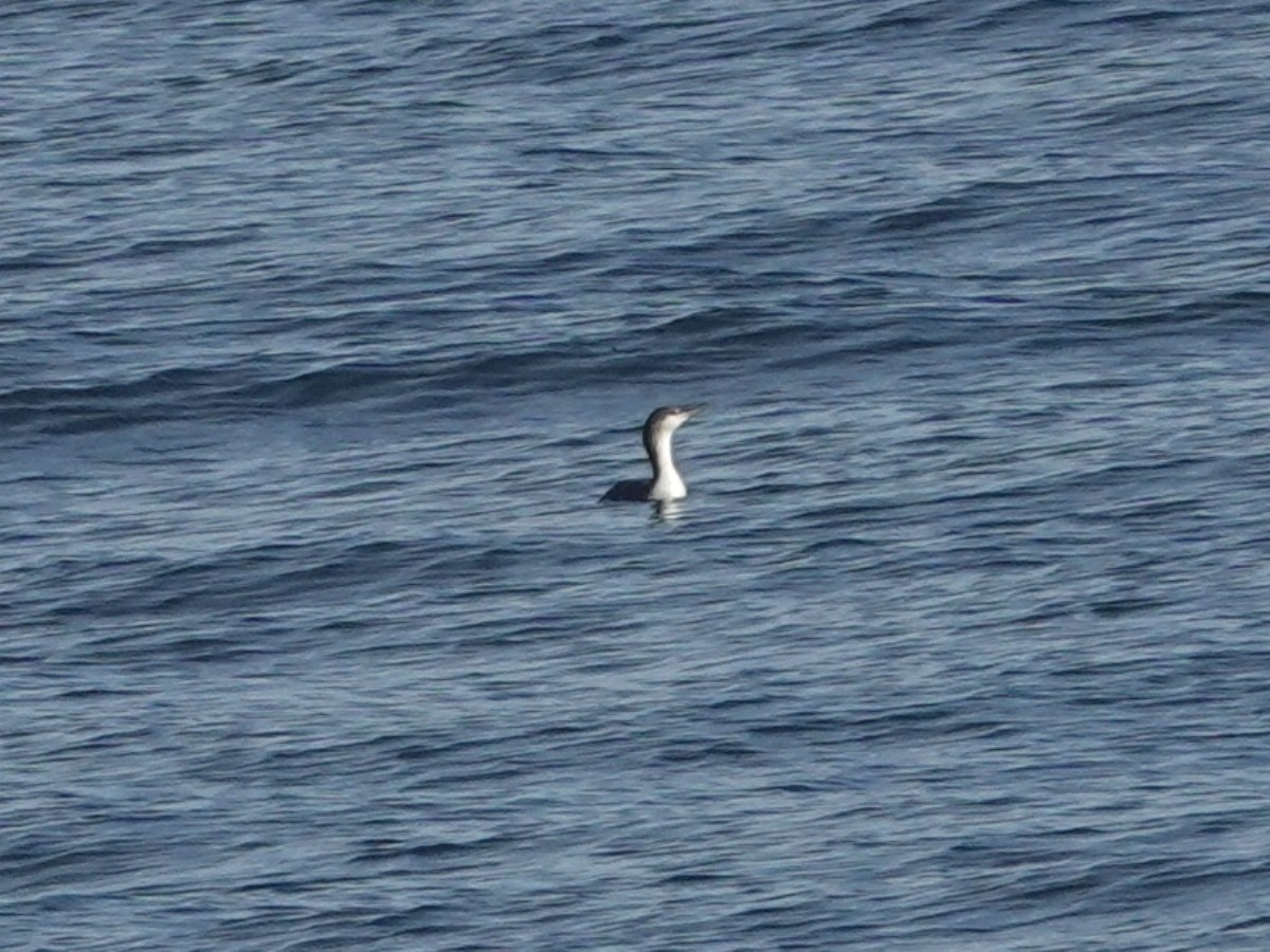 Red-throated Loon - ML646566583