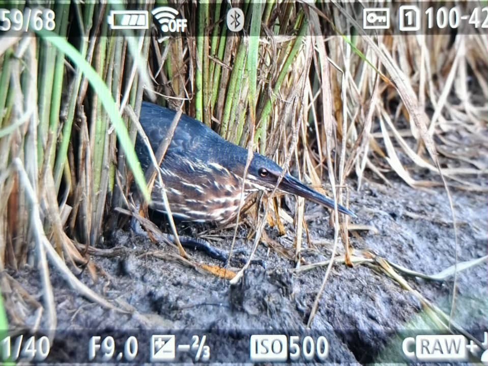 Black Bittern - ML646566584