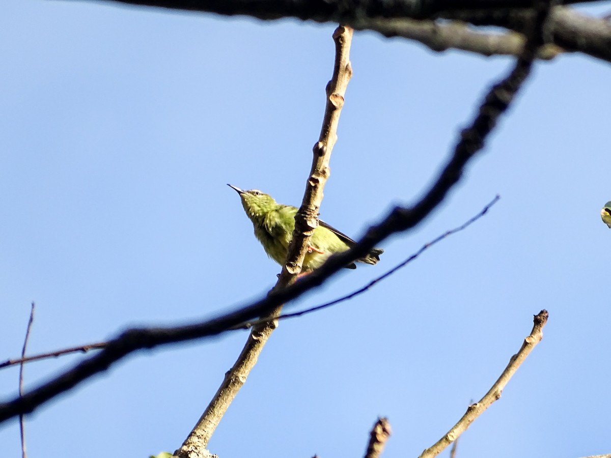 Blue Dacnis - ML646566585
